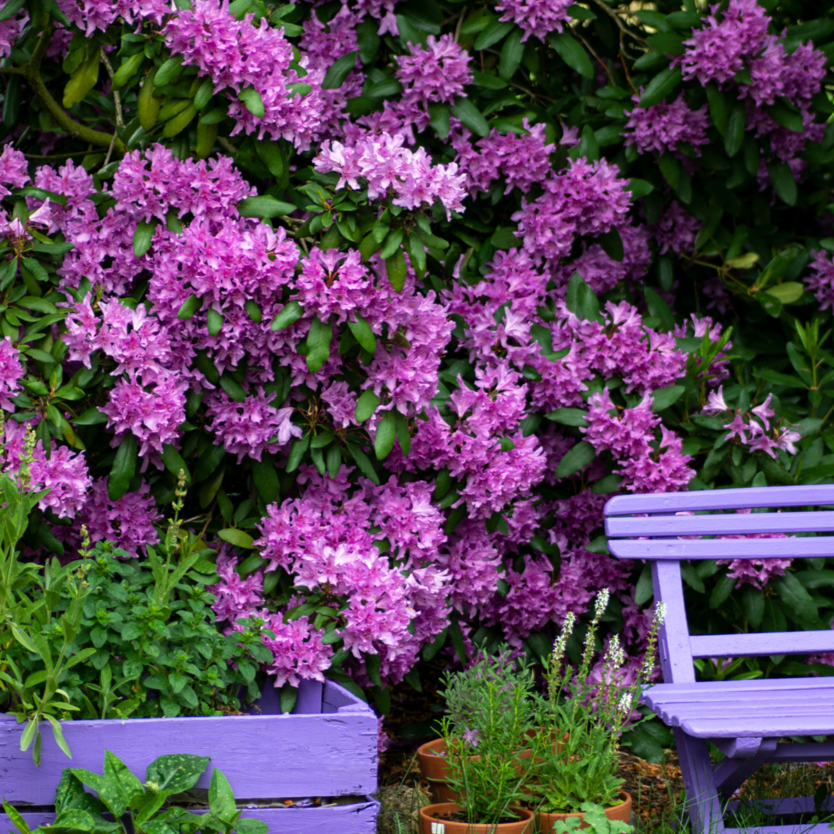 Rododendroni - 3 buc - Rhododendron 'catawbiense purple' - În. 25-40cm - ⌀9cm