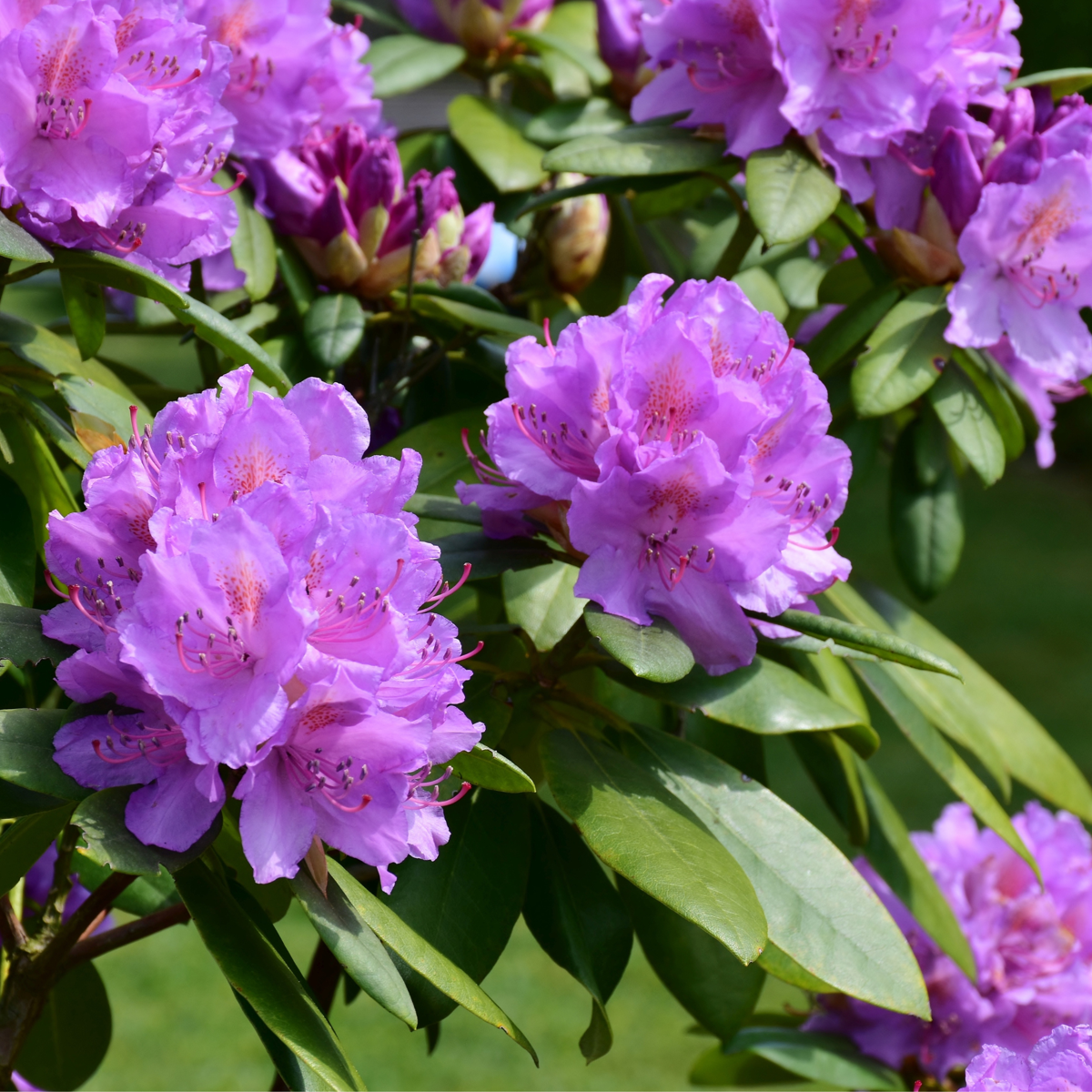 Rododendroni - 3 buc - Rhododendron 'catawbiense purple' - În. 25-40cm - ⌀9cm