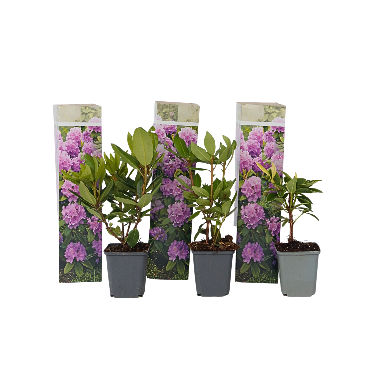 Rododendroni - 3 buc - Rhododendron 'catawbiense purple' - În. 25-40cm - ⌀9cm