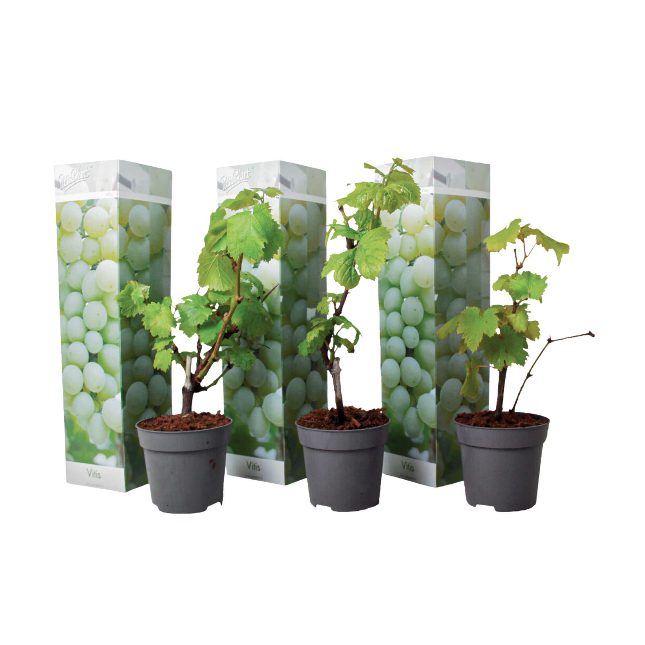 Viță de vie - 3 buc - Vitis vinifera 'Chardonnay' - Înălţime 25-40cm - ⌀9cm