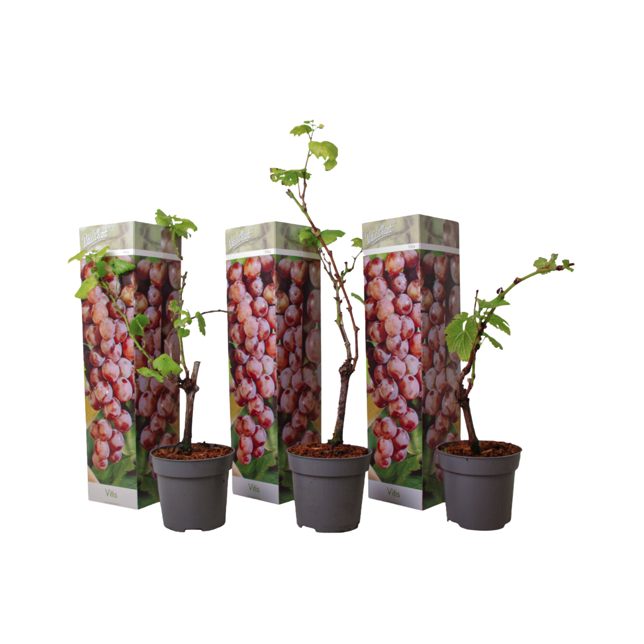 Viță de vie - 3 buc - Vitis vinifera 'pinot gris' - Înălţime 25-40cm - ⌀9cm
