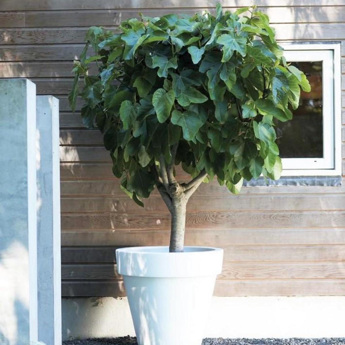 Smochin - 2 buc - Ficus carica 'Brown Turkey' - Înălţime 25-40cm - ⌀9cm