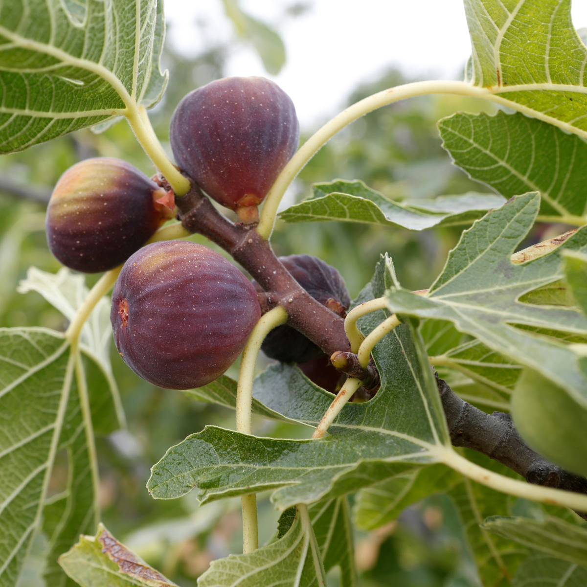 Smochin - 2 buc - Ficus carica 'Brown Turkey' - Înălţime 25-40cm - ⌀9cm