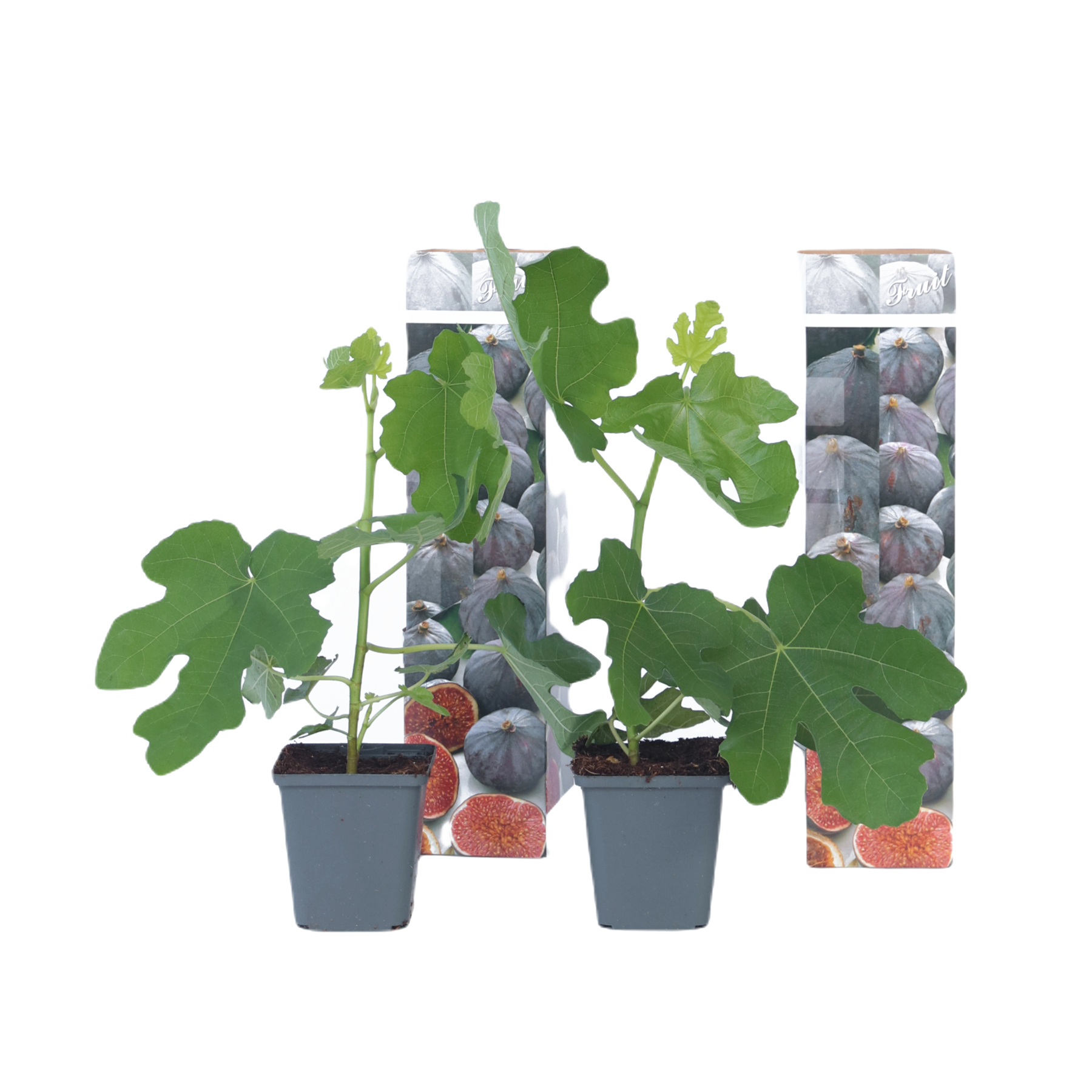 Smochin - 2 buc - Ficus carica 'Brown Turkey' - Înălţime 25-40cm - ⌀9cm