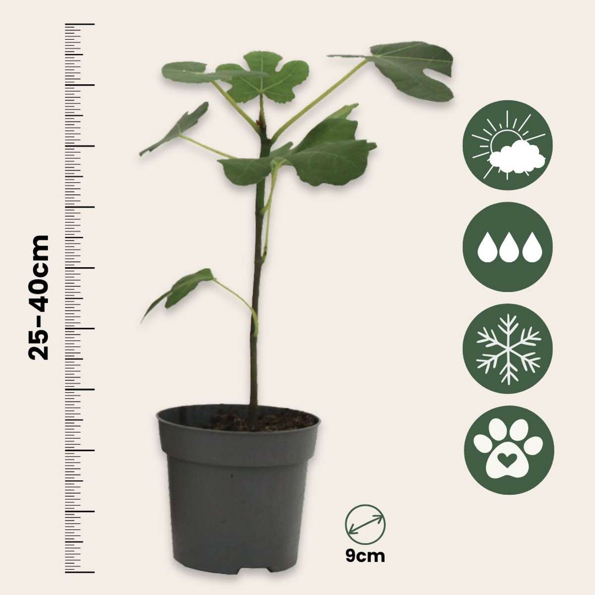 Smochin - 2 buc - Ficus carica 'Brown Turkey' - Înălţime 25-40cm - ⌀9cm