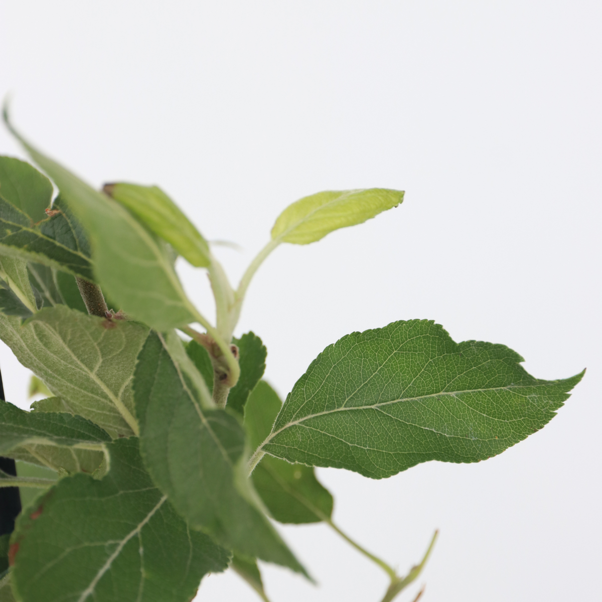 Pomi fructiferi - 4 buc - Malus, Pryus, Prunus - Înălţime 60-70cm - ⌀9cm