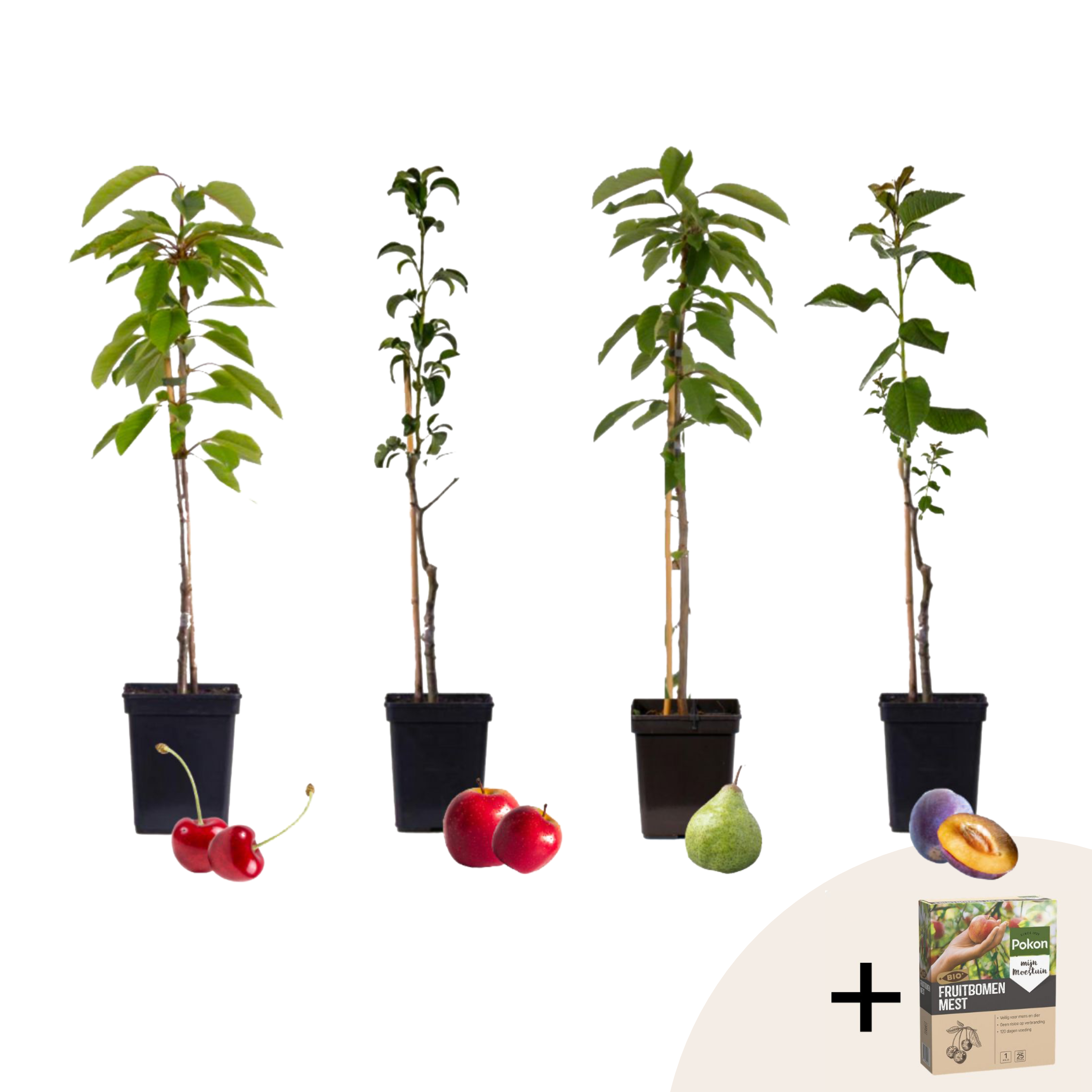 Pomi fructiferi - 4 buc - Malus, Pryus, Prunus - Înălţime 60-70cm - ⌀9cm