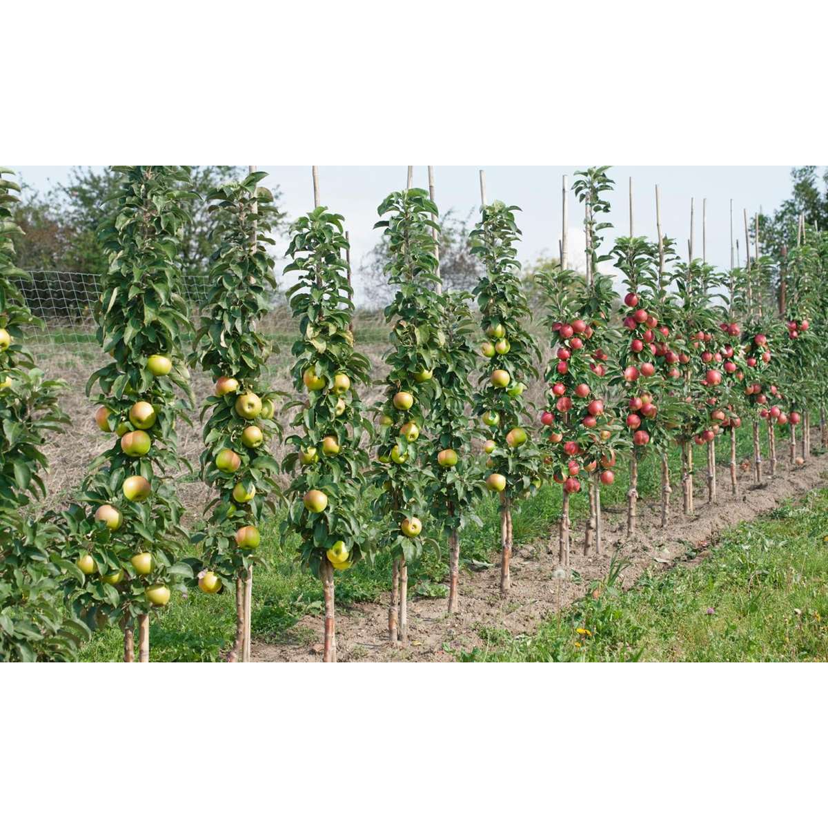 Pomi fructiferi - 4 buc - Malus, Pryus, Prunus - Înălţime 60-70cm - ⌀9cm