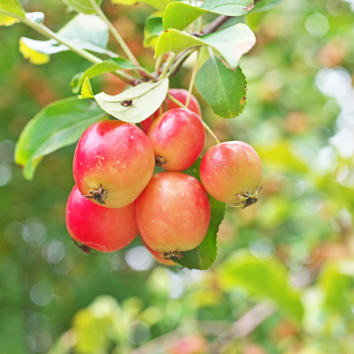 Pomi fructiferi - 8 buc - Malus, Pryus, Prunus - Înălţime 60-70cm - ⌀9cm