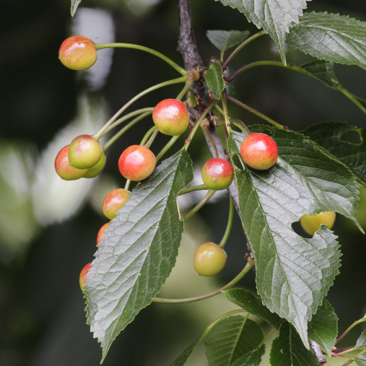 Pomi fructiferi - 8 buc - Malus, Pryus, Prunus - Înălţime 60-70cm - ⌀9cm