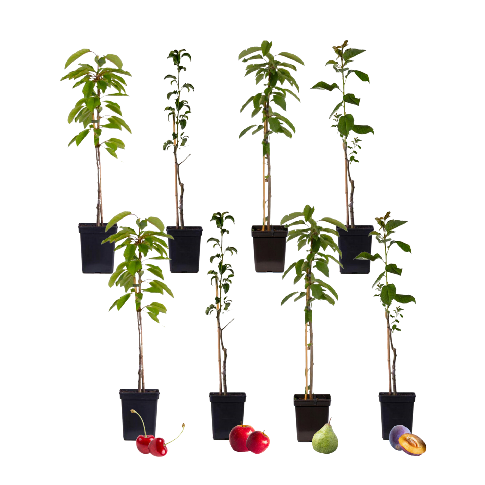Pomi fructiferi - 8 buc - Malus, Pryus, Prunus - Înălţime 60-70cm - ⌀9cm