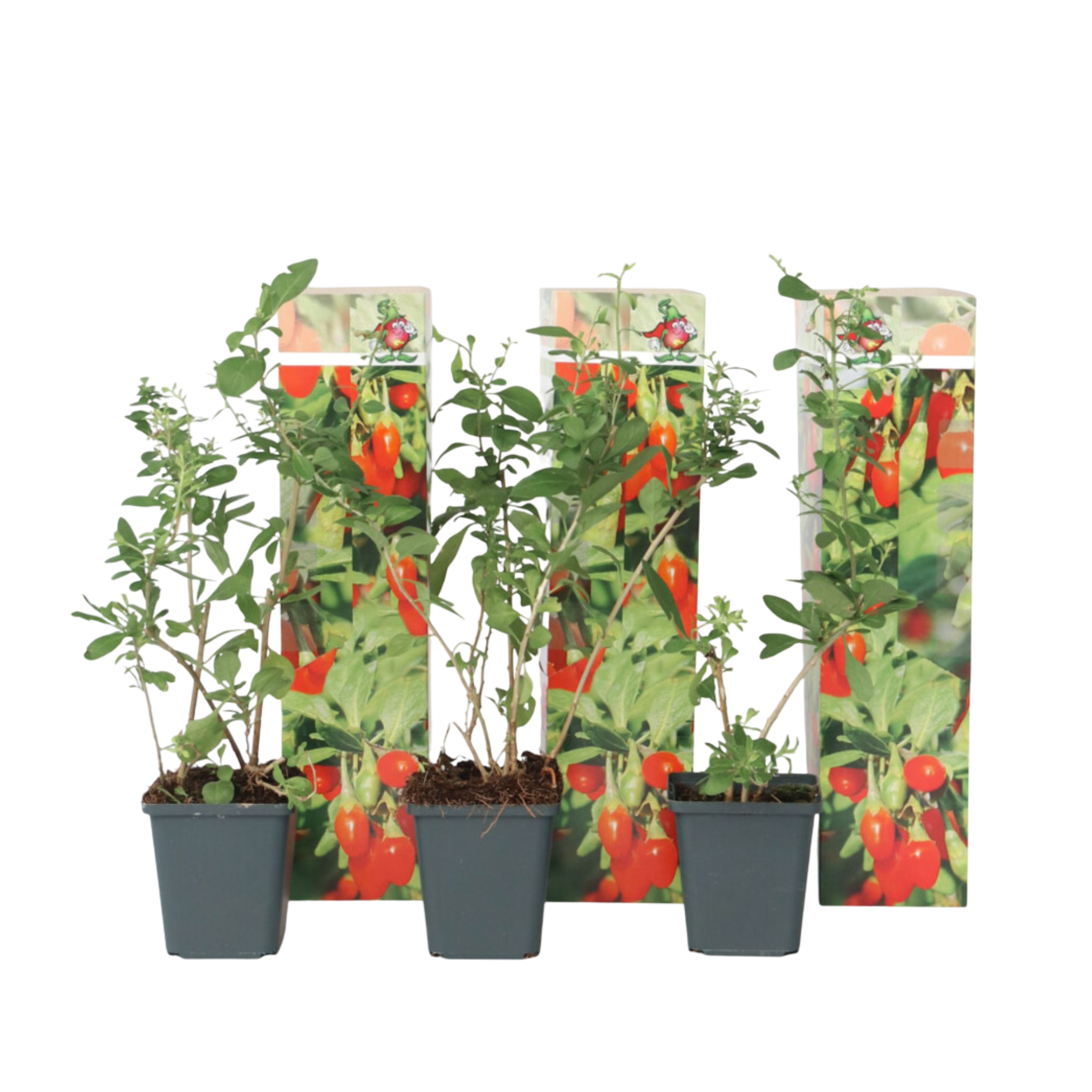 Cătină de garduri - 3 buc - Lycium barbarum - Înălţime 25-40cm - ⌀9cm