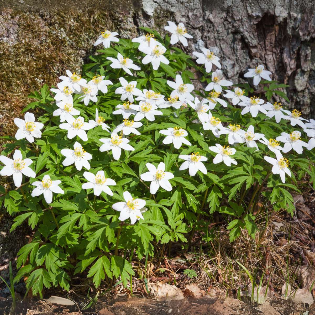 Trandafirul Crăciunului - 3 buc - Helleborus niger - Înălţime 20-30cm - ⌀12cm