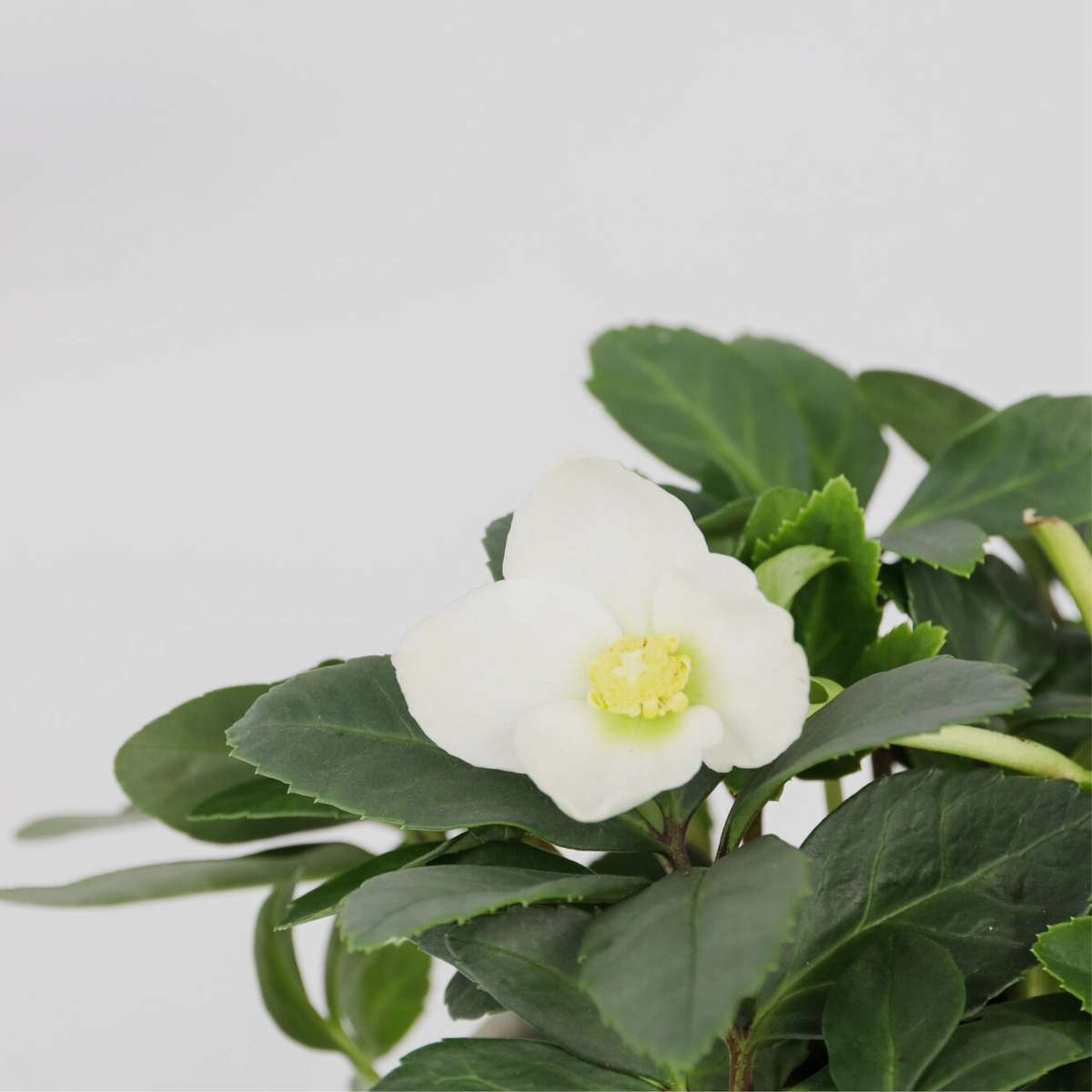 Trandafirul Crăciunului - 3 buc - Helleborus niger - Înălţime 20-30cm - ⌀12cm