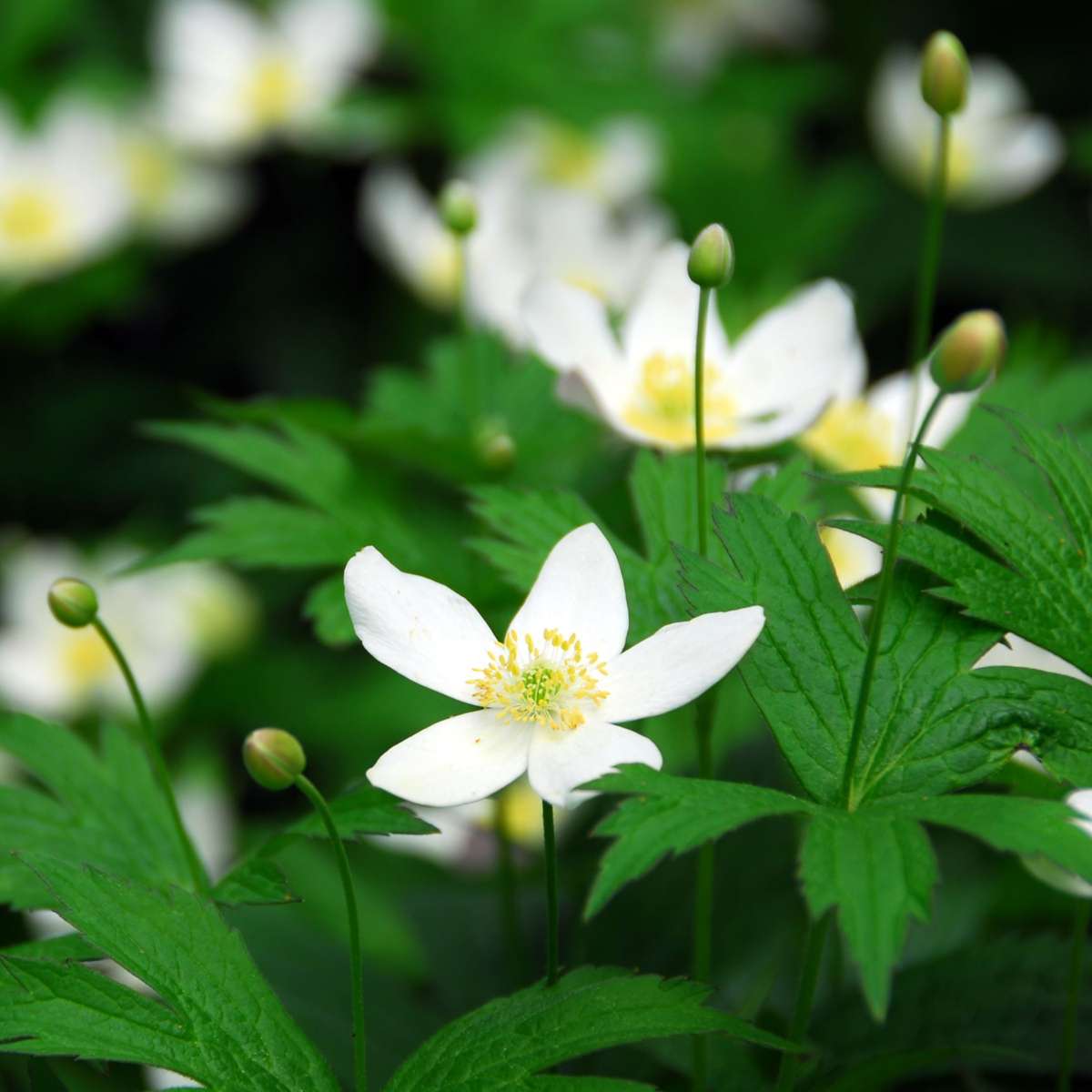 Trandafirul Crăciunului - 3 buc - Helleborus niger - Înălţime 20-30cm - ⌀12cm