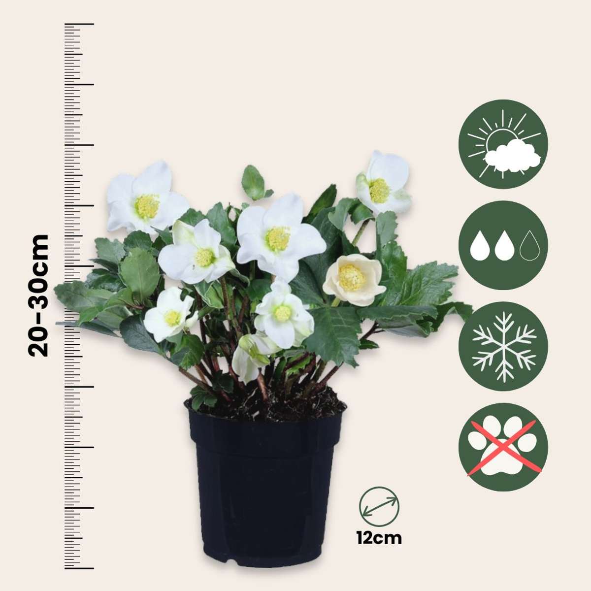 Trandafirul Crăciunului - 3 buc - Helleborus niger - Înălţime 20-30cm - ⌀12cm