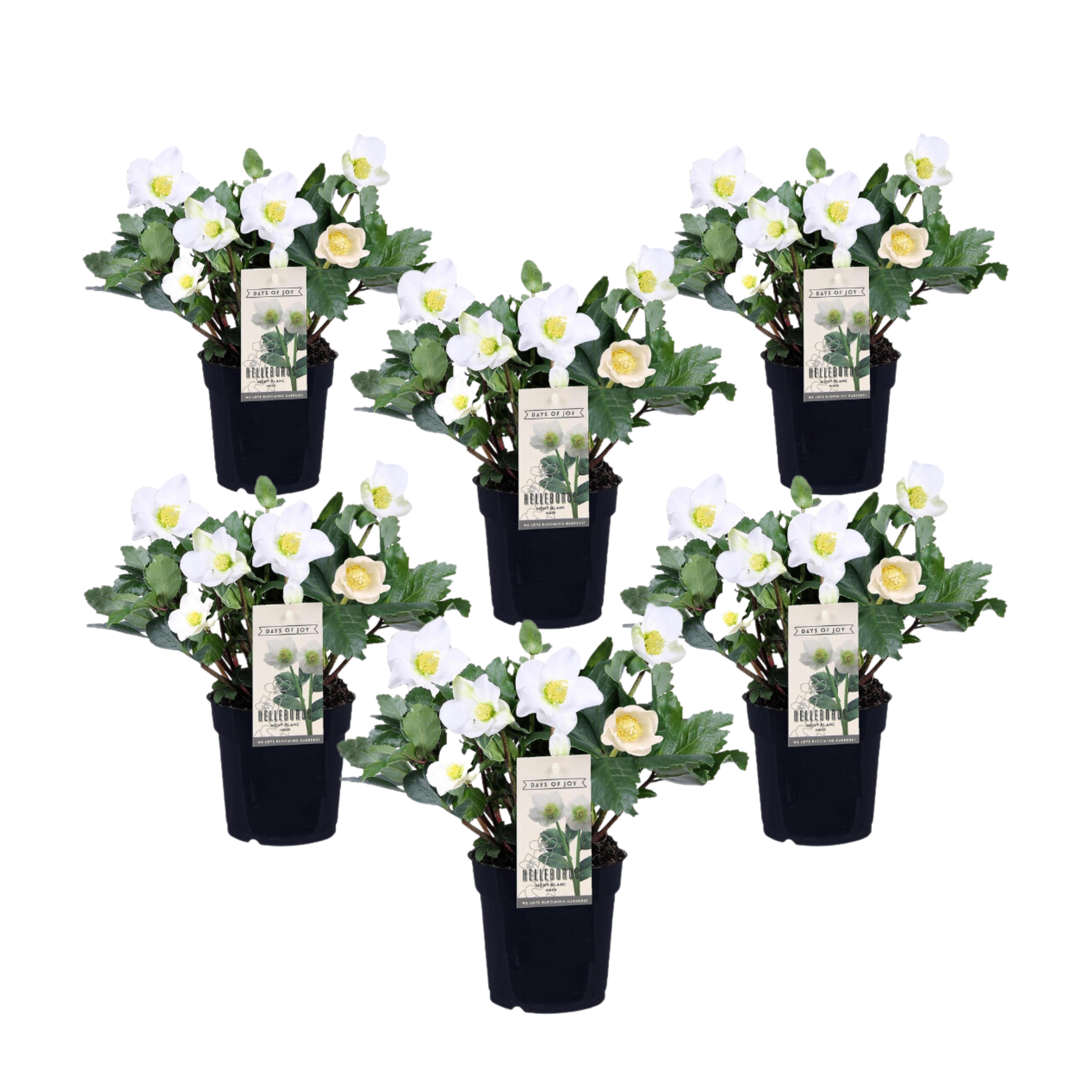 Trandafirul Crăciunului - 6 buc - Helleborus niger - Înălţime 20-30cm - ⌀12cm