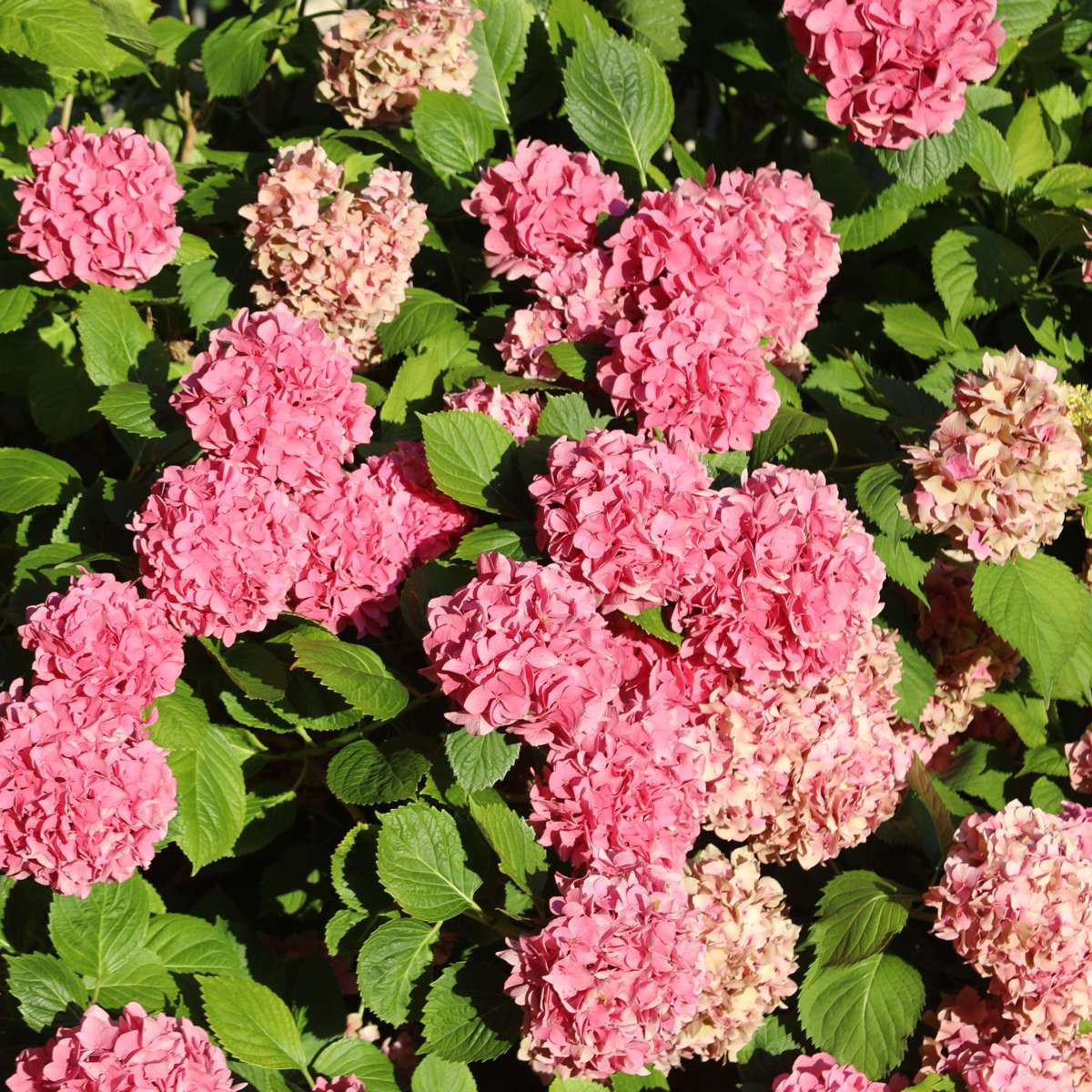 Hortensie - 6 buc - Hydrangea macrophylla - Înălţime 25-40cm - ⌀11cm