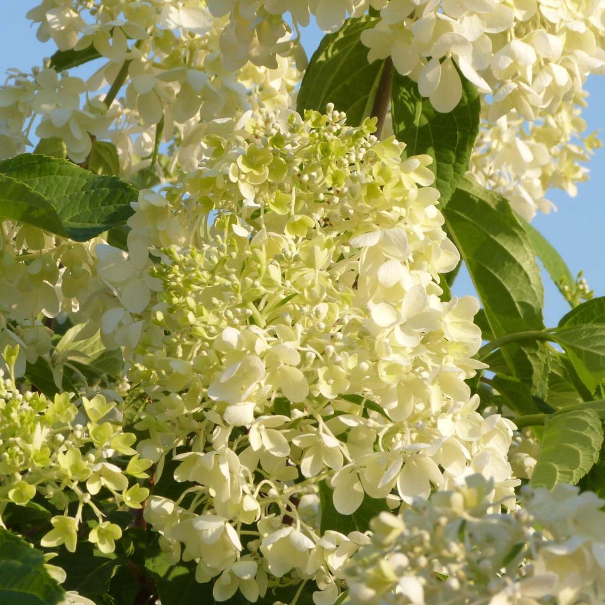Hortensie - 6 buc - Hydrangea macrophylla - Înălţime 25-40cm - ⌀11cm