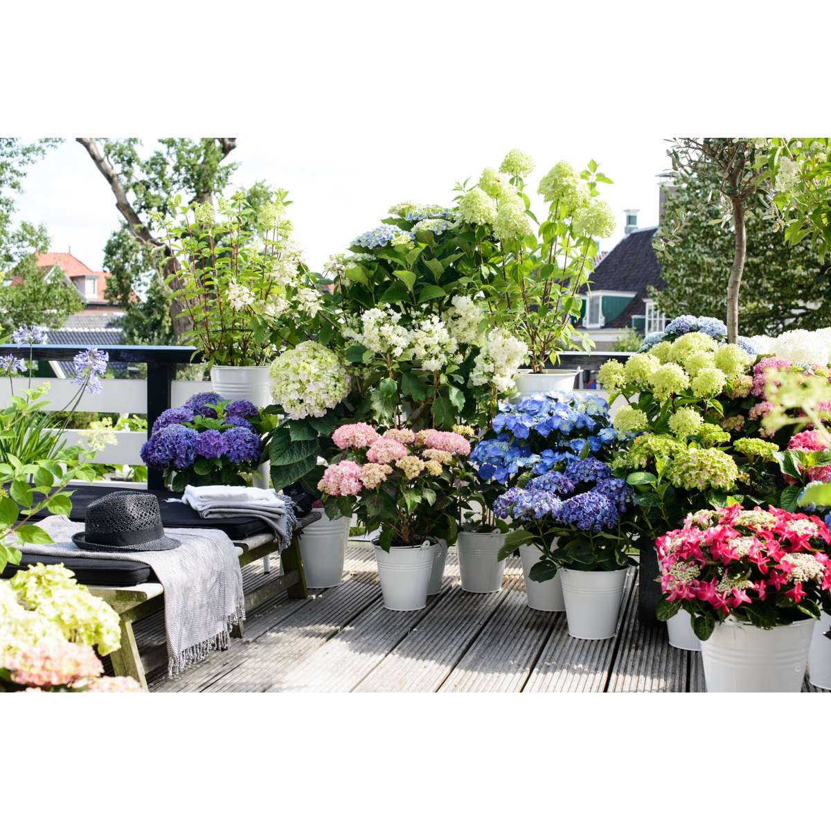 Hortensie - 6 buc - Hydrangea macrophylla - Înălţime 25-40cm - ⌀11cm