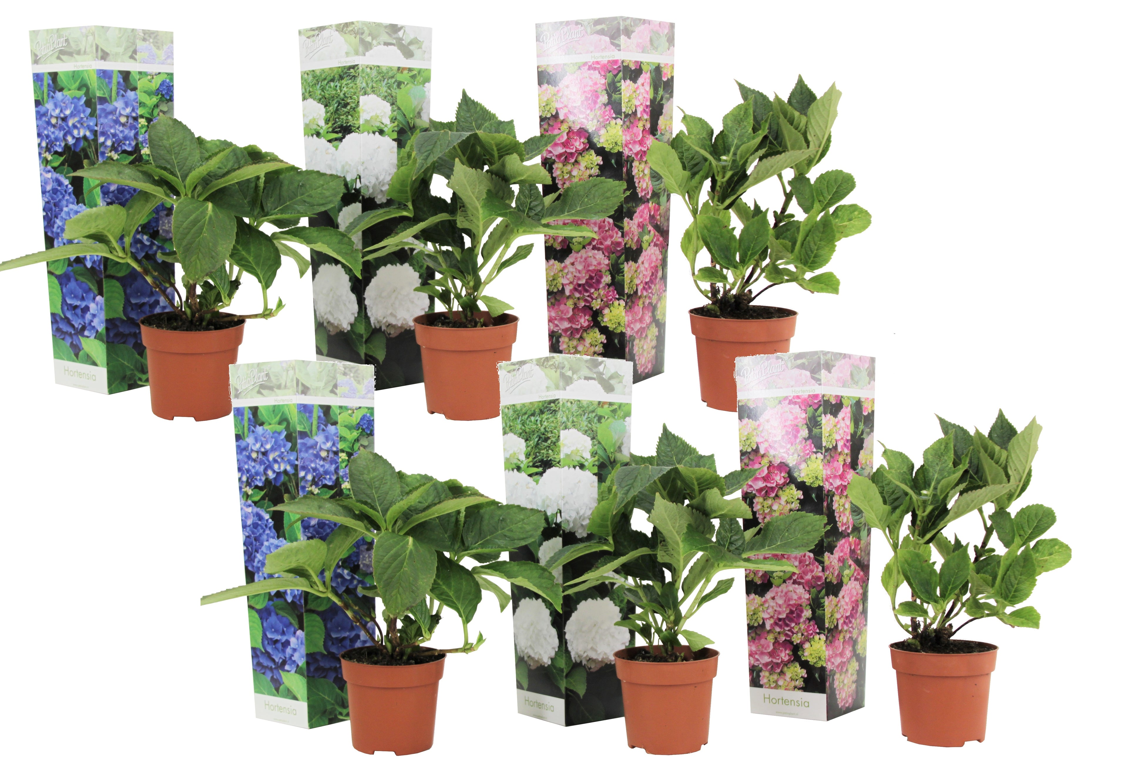 Hortensie - 6 buc - Hydrangea macrophylla - Înălţime 25-40cm - ⌀11cm