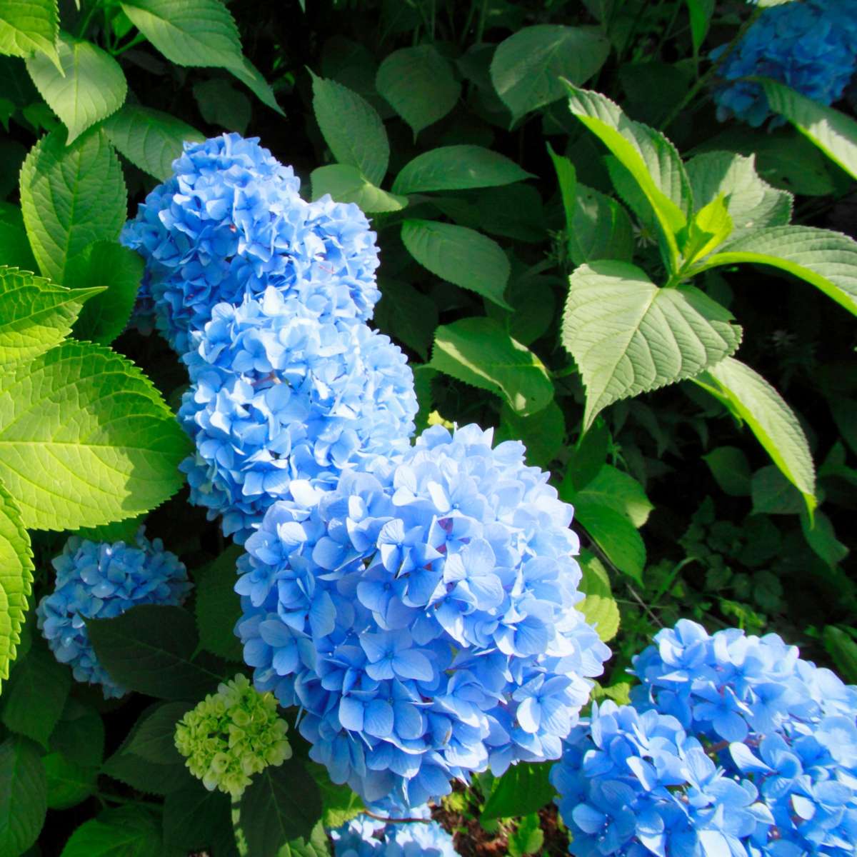 Hortensie - 3 buc - Hydrangea macrophylla 'Early Blue' - Înălţime 25-40cm - ⌀9cm