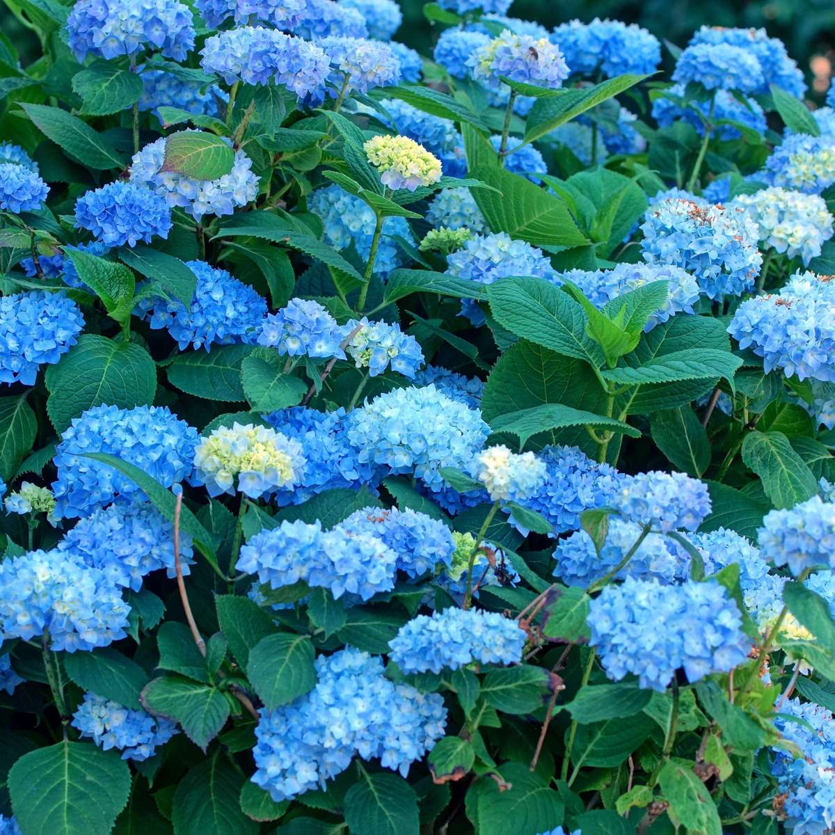Hortensie - 6 buc - Hydrangea macrophylla 'Early Blue' - Înălţime 25-40cm - ⌀9cm