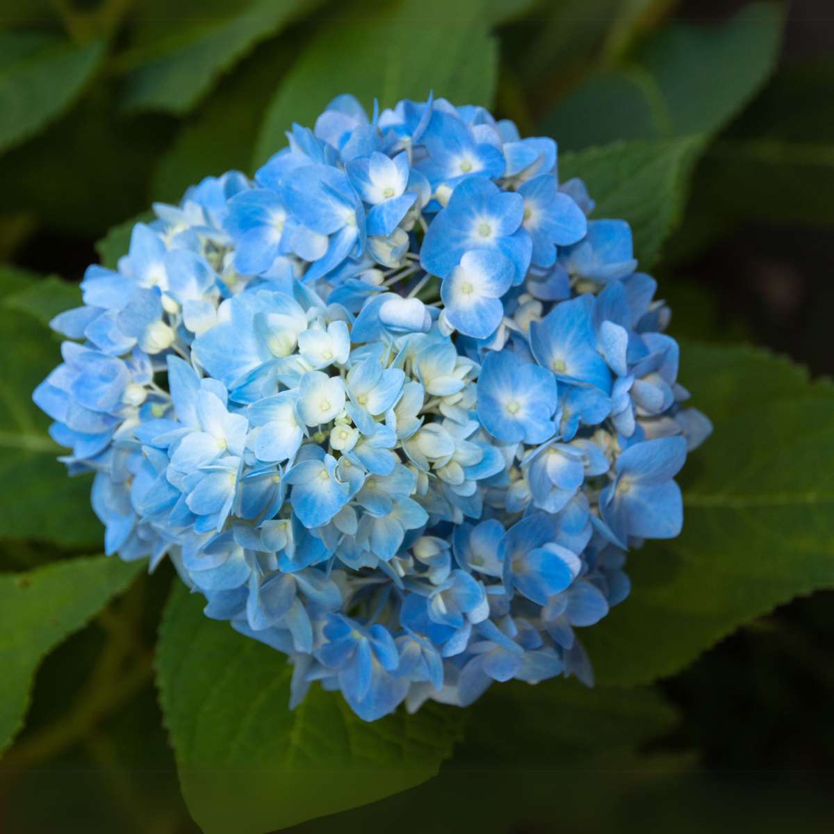 Hortensie - 6 buc - Hydrangea macrophylla 'Early Blue' - Înălţime 25-40cm - ⌀9cm