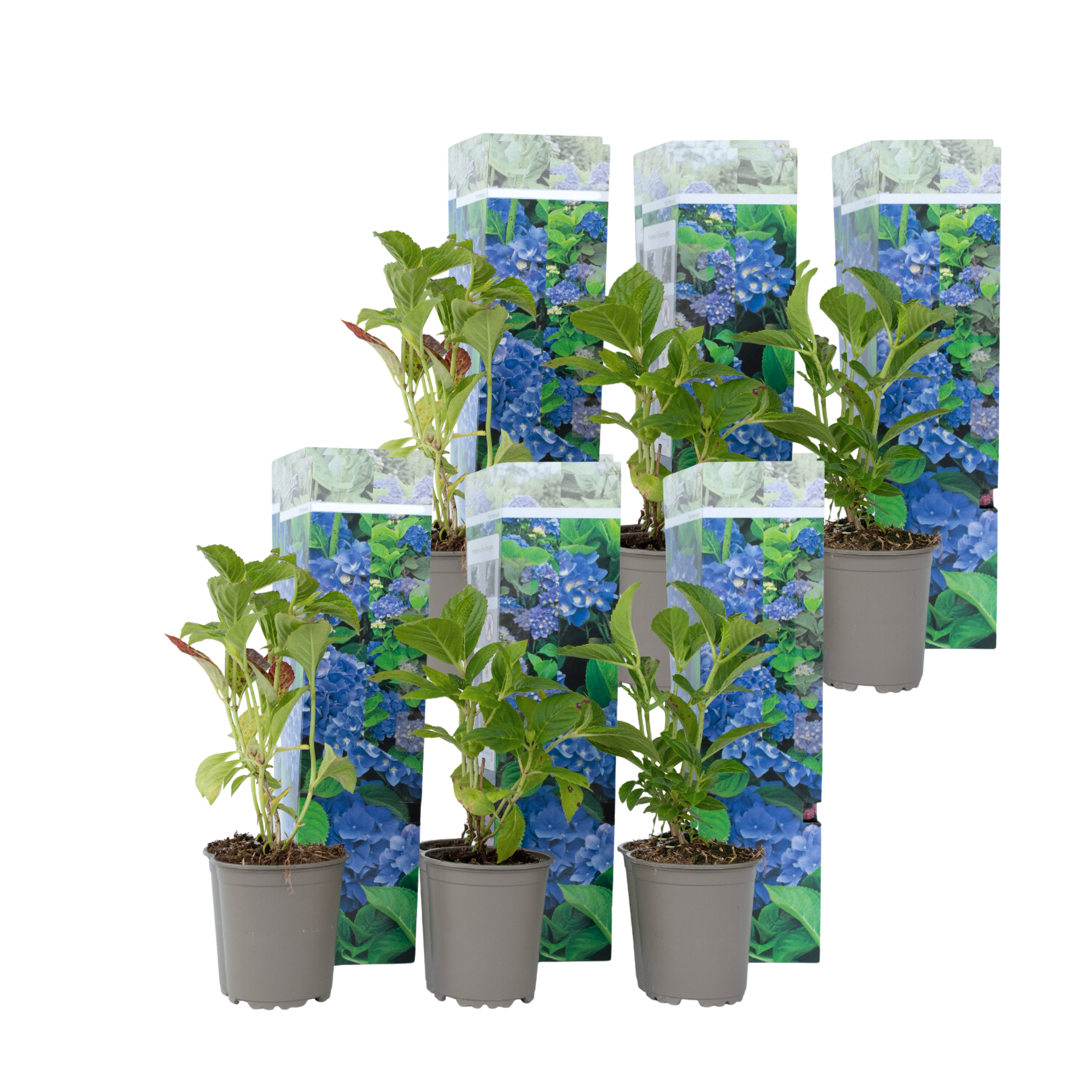 Hortensie - 6 buc - Hydrangea macrophylla 'Early Blue' - Înălţime 25-40cm - ⌀9cm