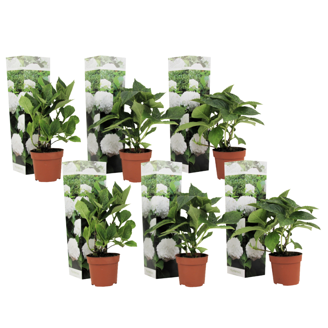 Hortensie - 6 buc - Hydrangea macrophylla 'Wudu' - Înălţime 25-40cm - ⌀9cm