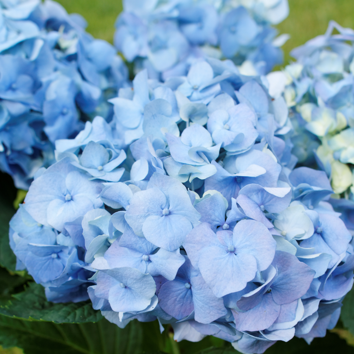 Hortensie - 6 buc - Hydrangea macrophylla - Înălţime 25-40cm - ⌀9cm
