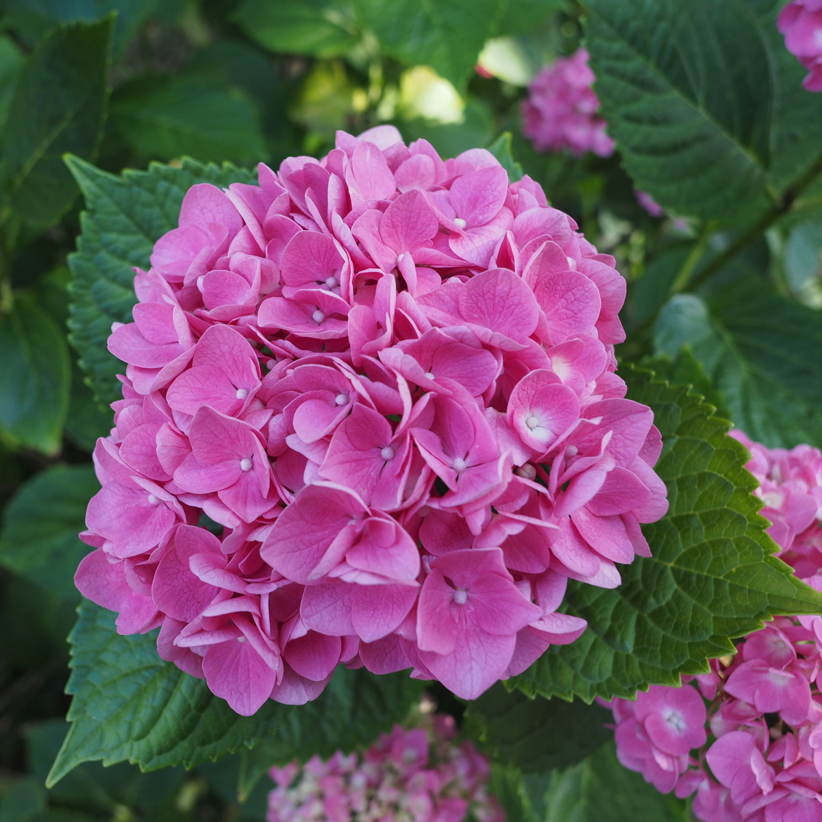 Hortensie - 3 buc - Hydrangea macrophylla - Înălţime 25-40cm - ⌀9cm