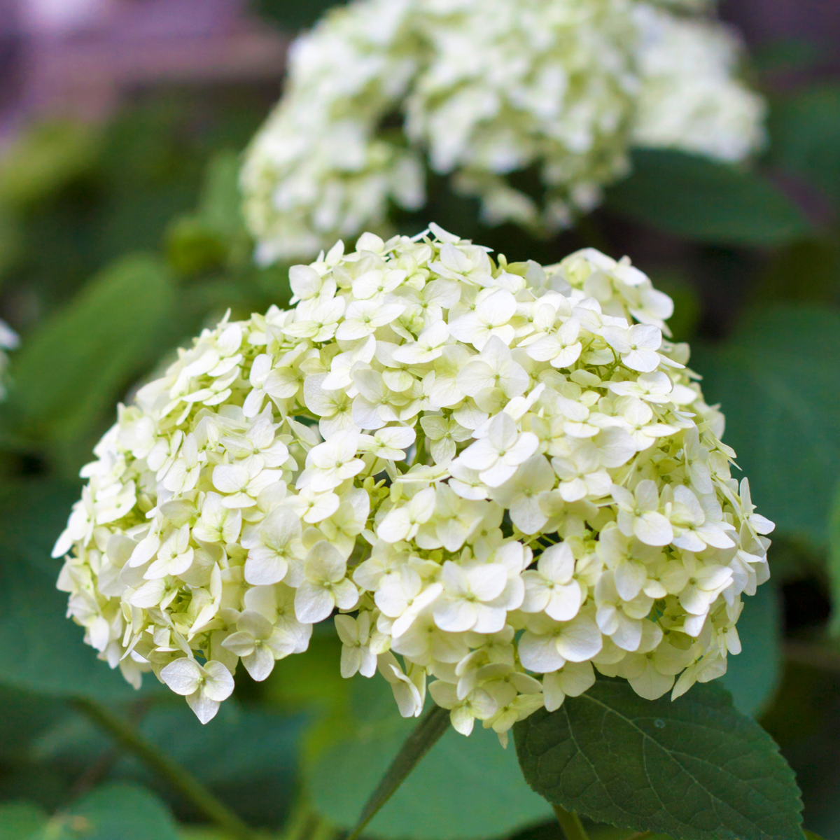 Hortensie - 3 buc - Hydrangea macrophylla - Înălţime 25-40cm - ⌀9cm