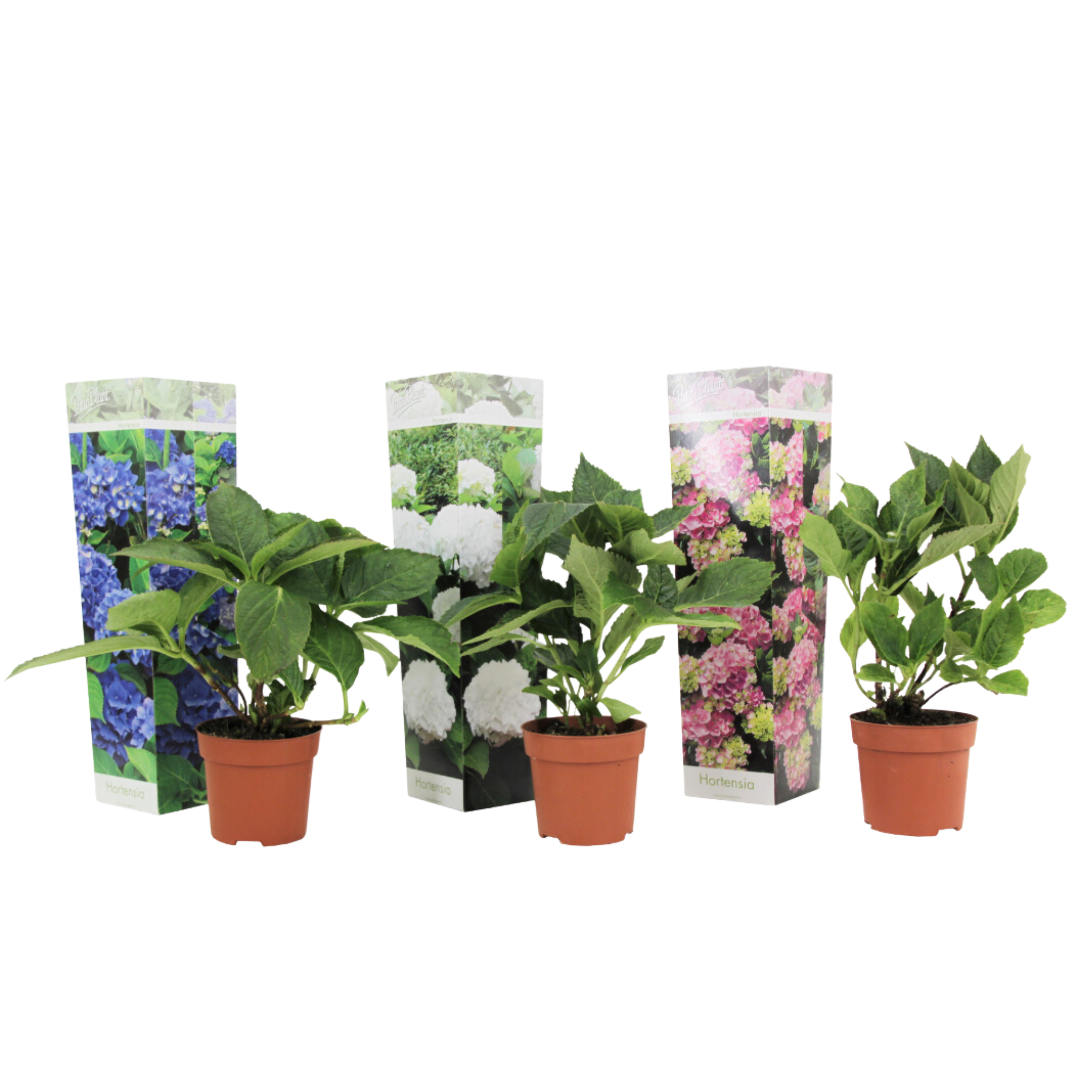 Hortensie - 3 buc - Hydrangea macrophylla - Înălţime 25-40cm - ⌀9cm
