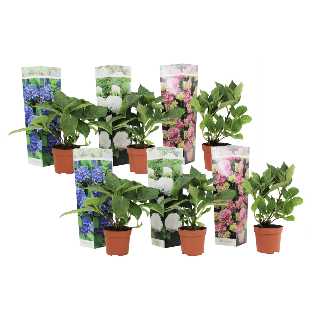 Hortensie - 6 buc - Hydrangea macrophylla - Înălţime 25-40cm - ⌀9cm