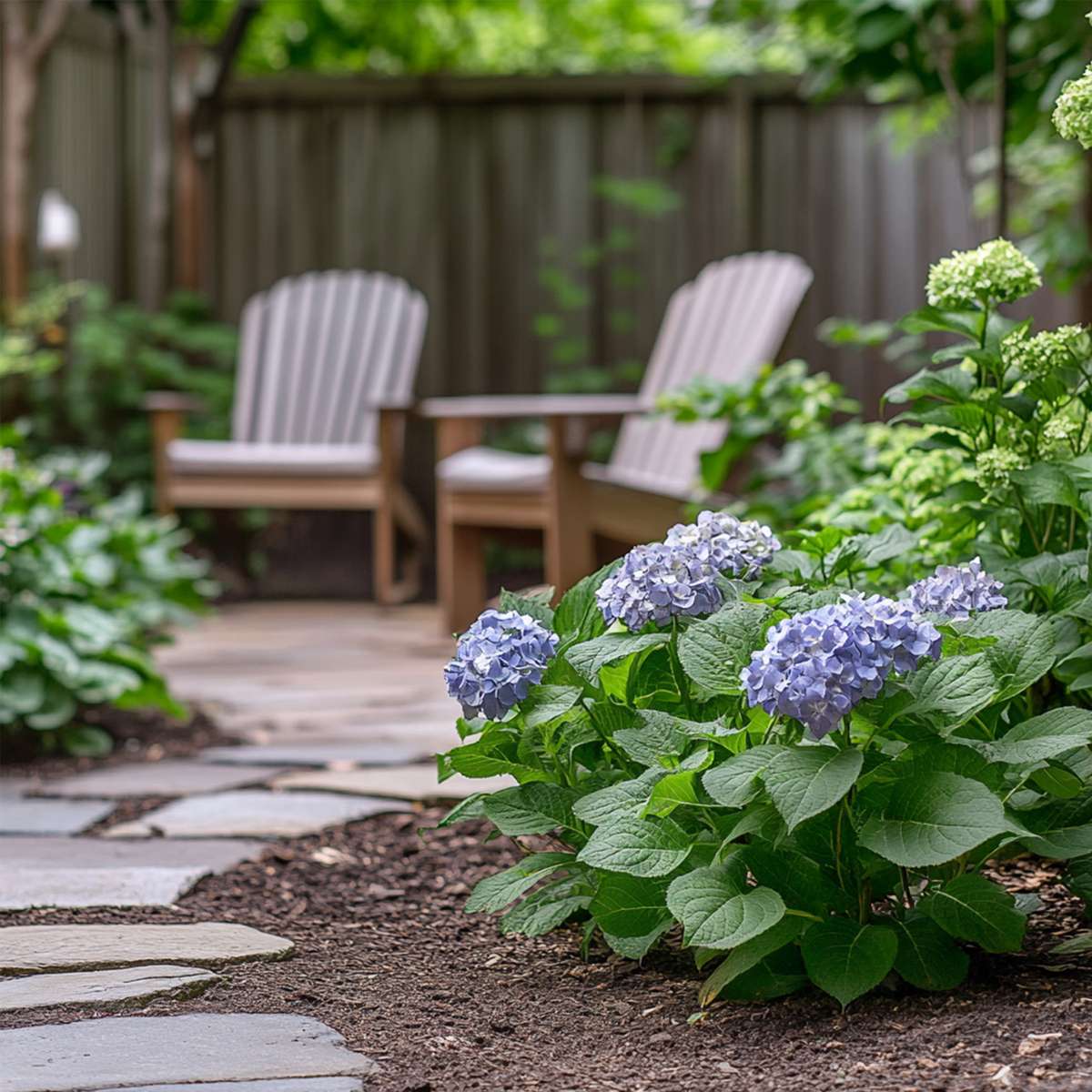 Hortensie - 3 buc - Hydrangea macrophylla teller 'Nizza' - În. 25-40cm - ⌀9cm