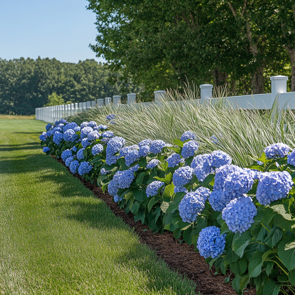 Hortensie - 6 buc - Hydrangea macrophylla teller 'Nizza' - În. 25-40cm - ⌀9cm