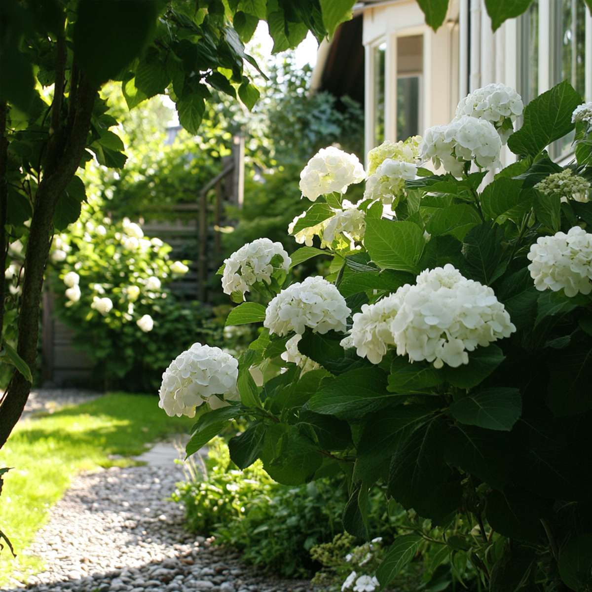 Hortensie - 3 buc - Hydrangea macrophylla teller 'Benxi' - În. 25-40cm - ⌀9cm