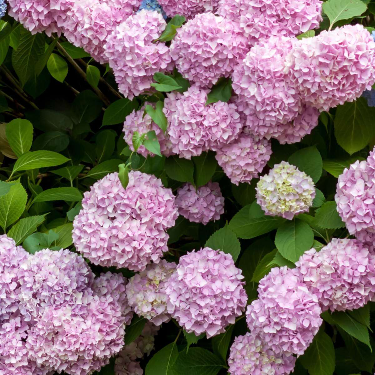 Hortensie - 6 buc - Hydrangea macrophylla - Înălţime 25-40cm - ⌀9cm