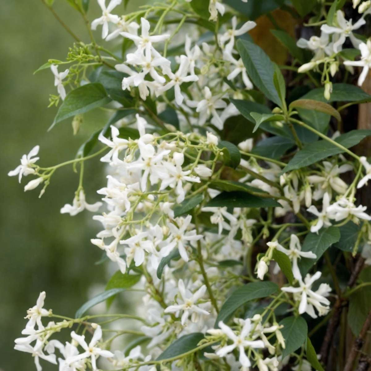 Iasomie - 3 buc - Trachelospermum jasminoides - Înălţime 25-40cm - ⌀9cm