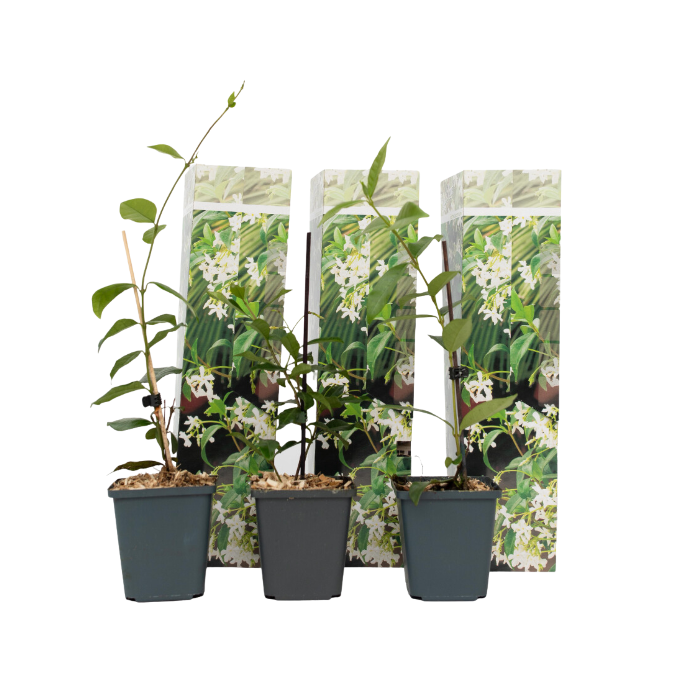 Iasomie - 3 buc - Trachelospermum jasminoides - Înălţime 25-40cm - ⌀9cm