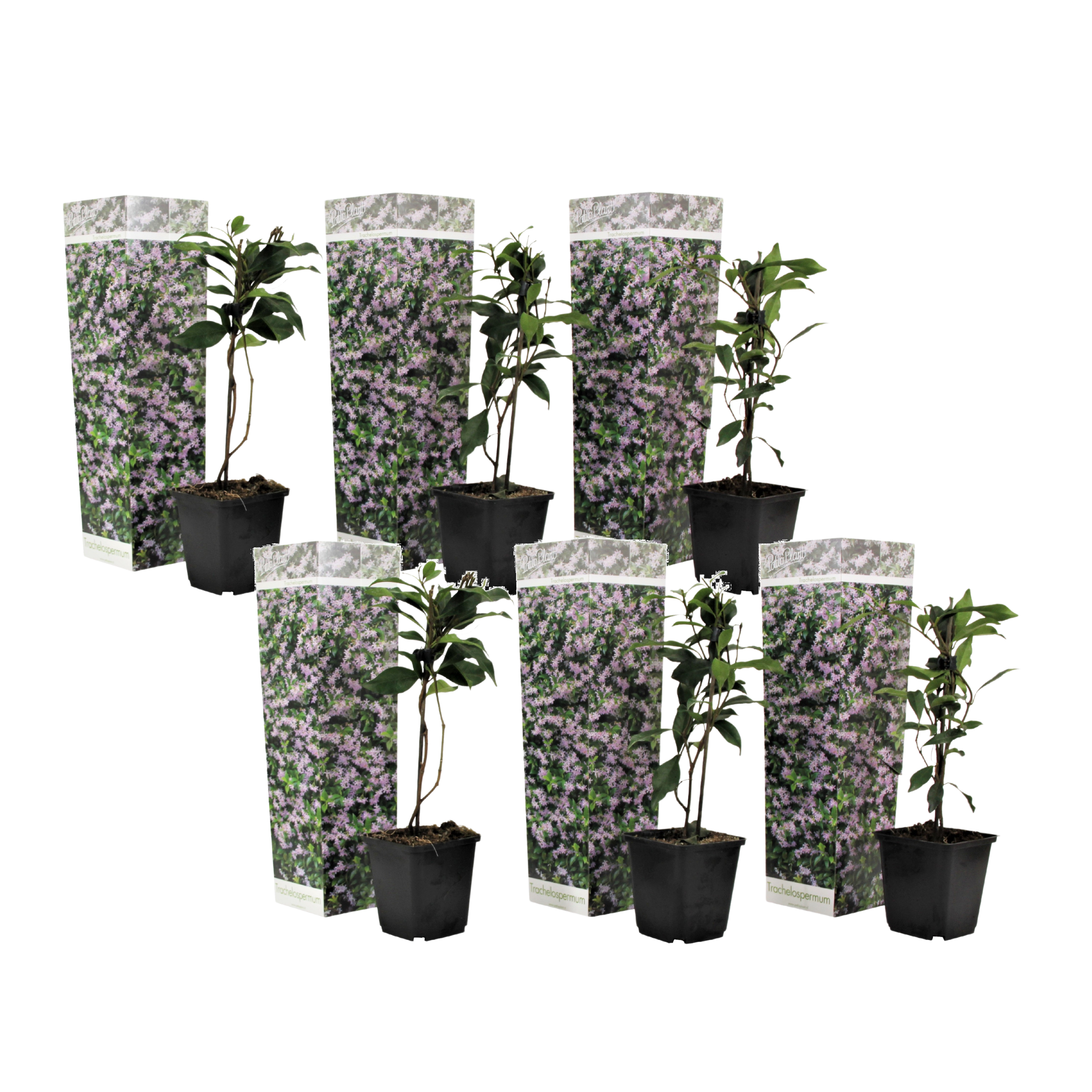 Iasomie - 6 buc - Trachelospermum jasminoides - Înălţime 25-40cm - ⌀9cm
