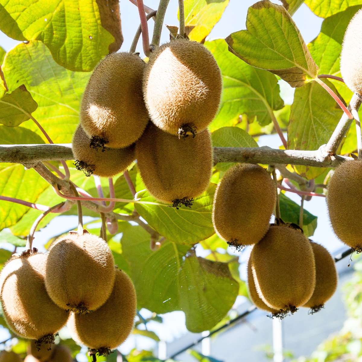 Planta de kiwi - 6 buc - Actinidia deliciosa 'Jenny' - Înălţime 20-40cm - ⌀9cm