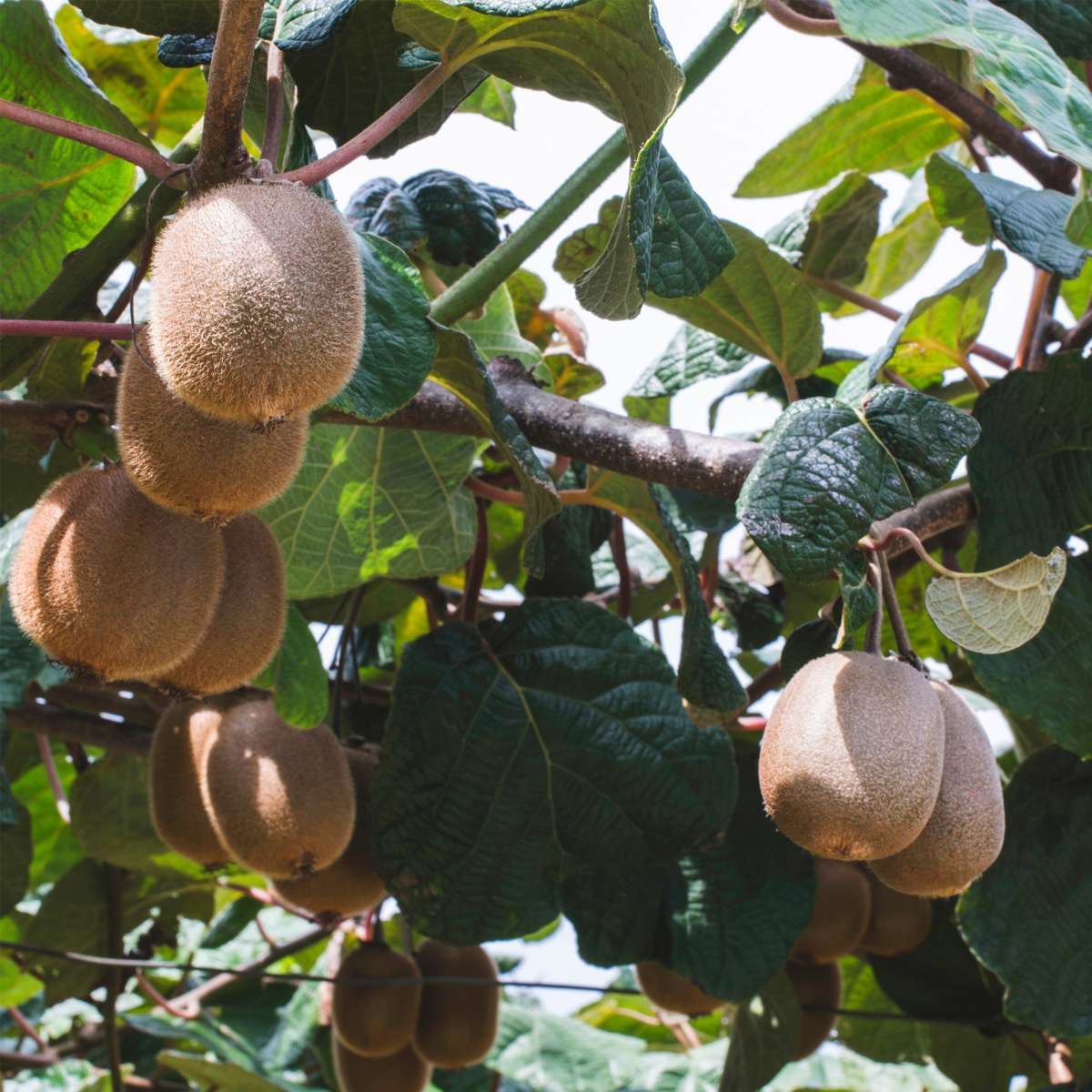 Planta de kiwi - 6 buc - Actinidia deliciosa 'Jenny' - Înălţime 20-40cm - ⌀9cm