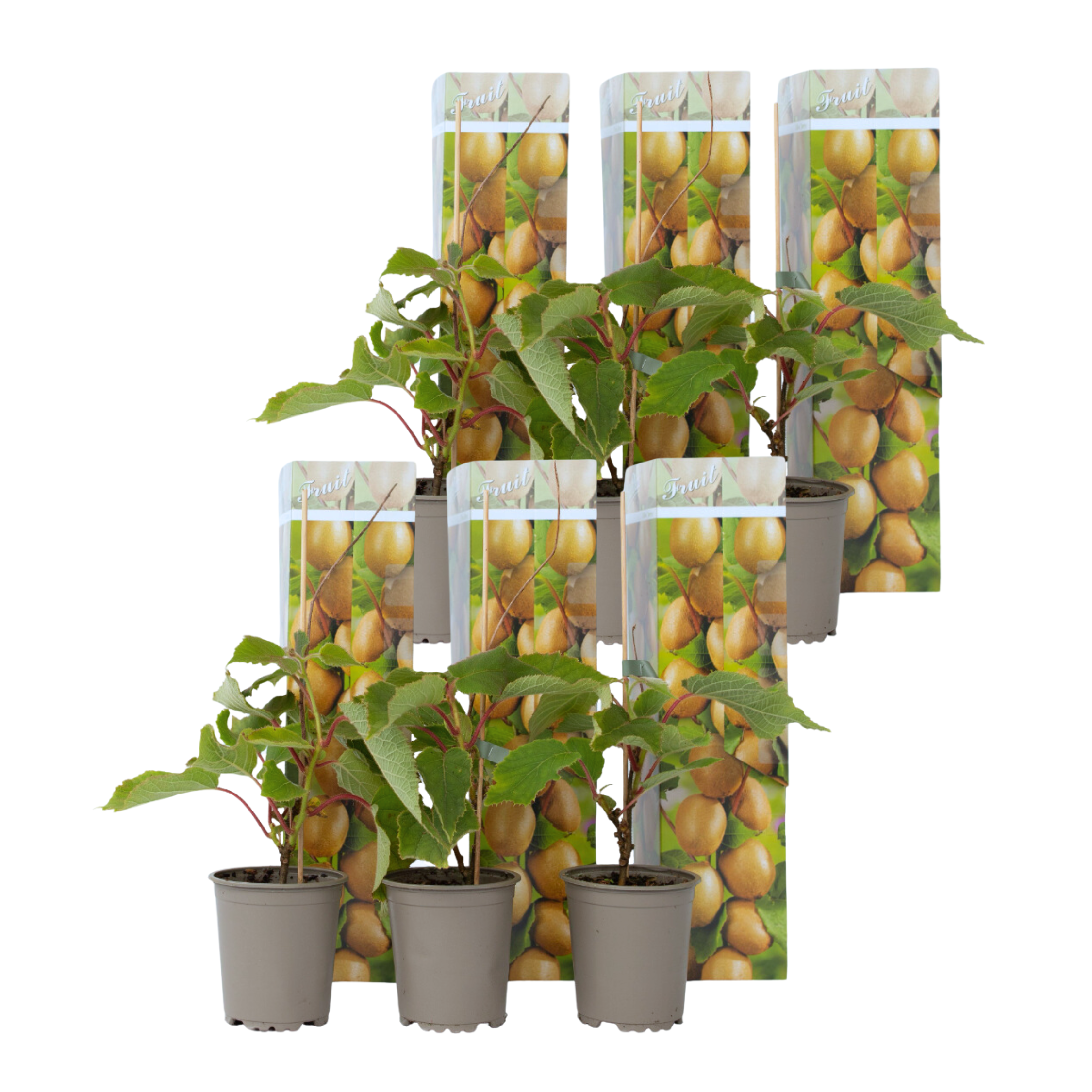 Planta de kiwi - 6 buc - Actinidia deliciosa 'Jenny' - Înălţime 20-40cm - ⌀9cm