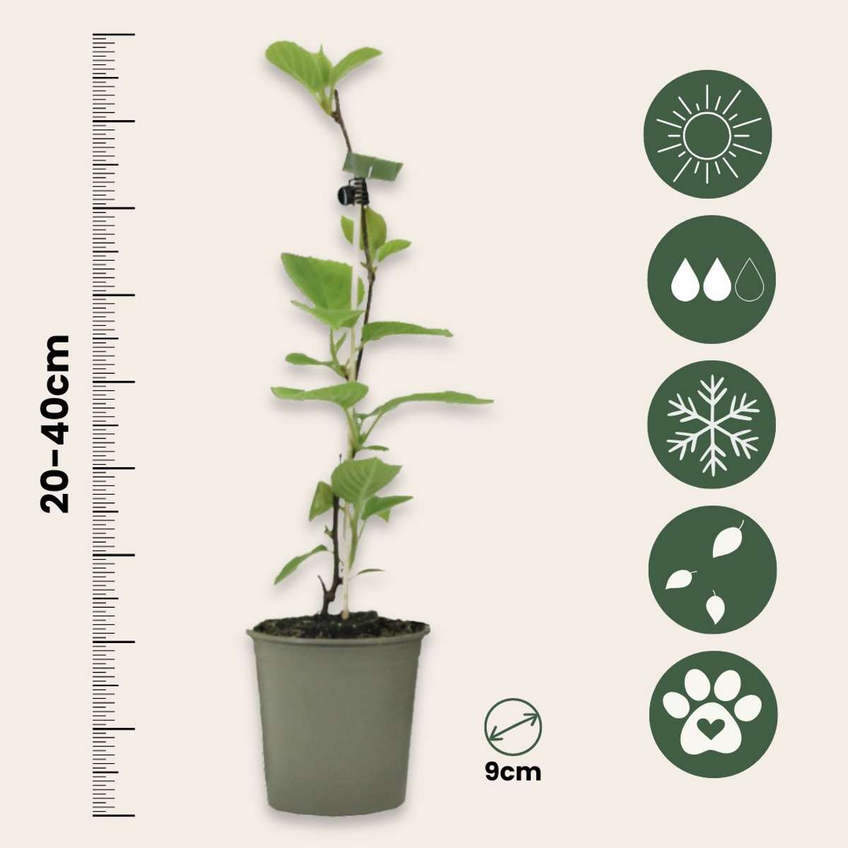 Planta de kiwi - 6 buc - Actinidia deliciosa 'Jenny' - Înălţime 20-40cm - ⌀9cm