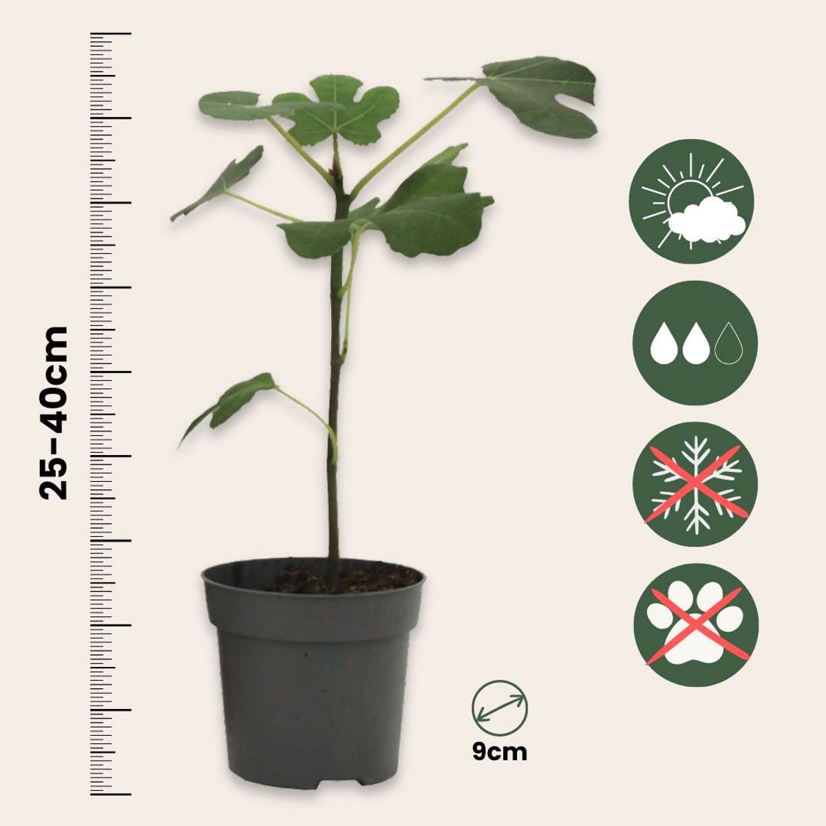 Amestecul mediteranean - 4 buc - Înălţime 25-40cm - ⌀9cm