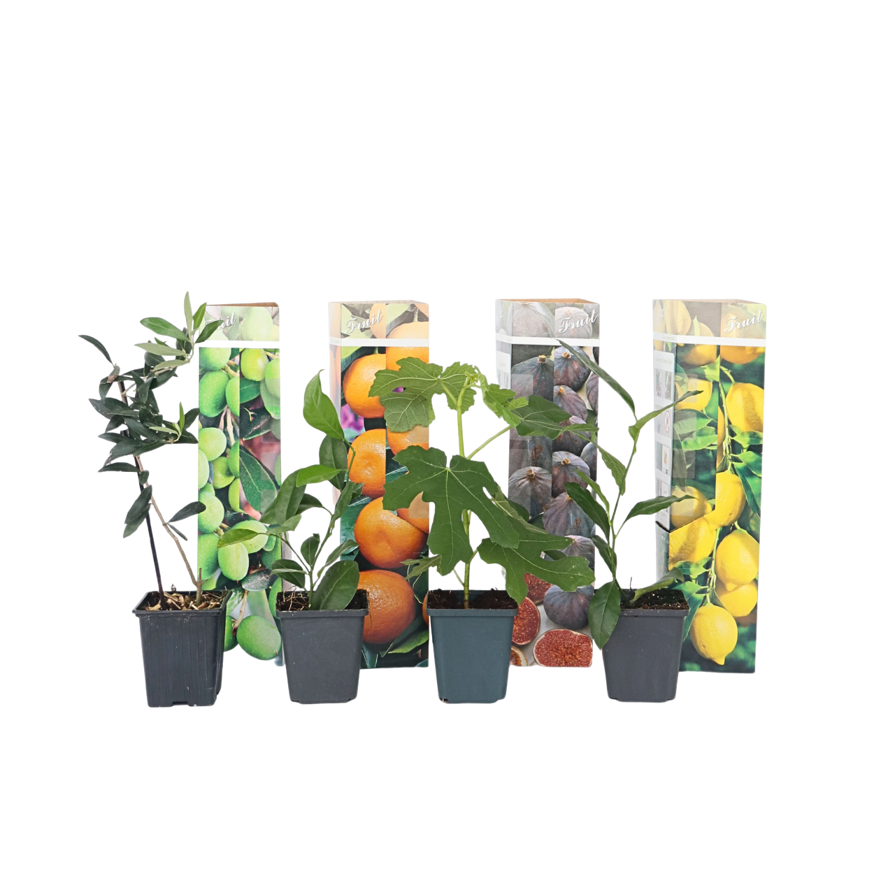 Amestecul mediteranean - 8 buc - Înălţime 25-40cm - ⌀9cm