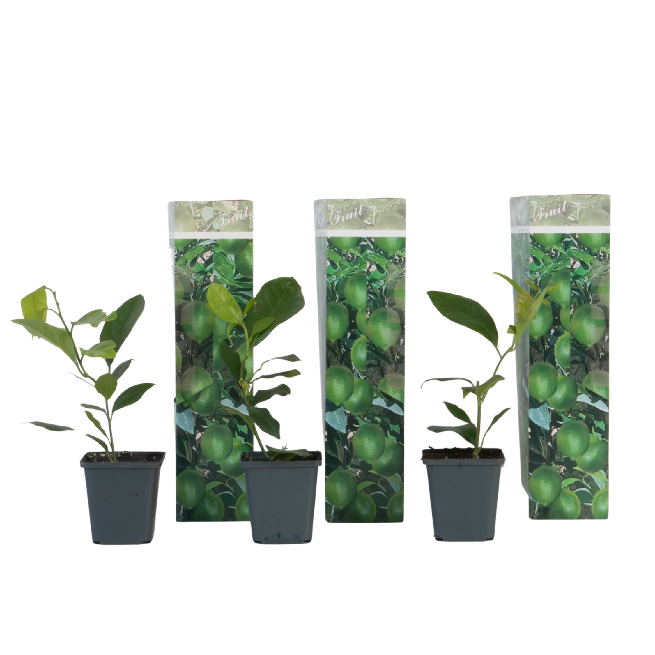 Lămâi - 3 buc. - Citrus limon - Înălţime 25-40cm - ⌀9cm