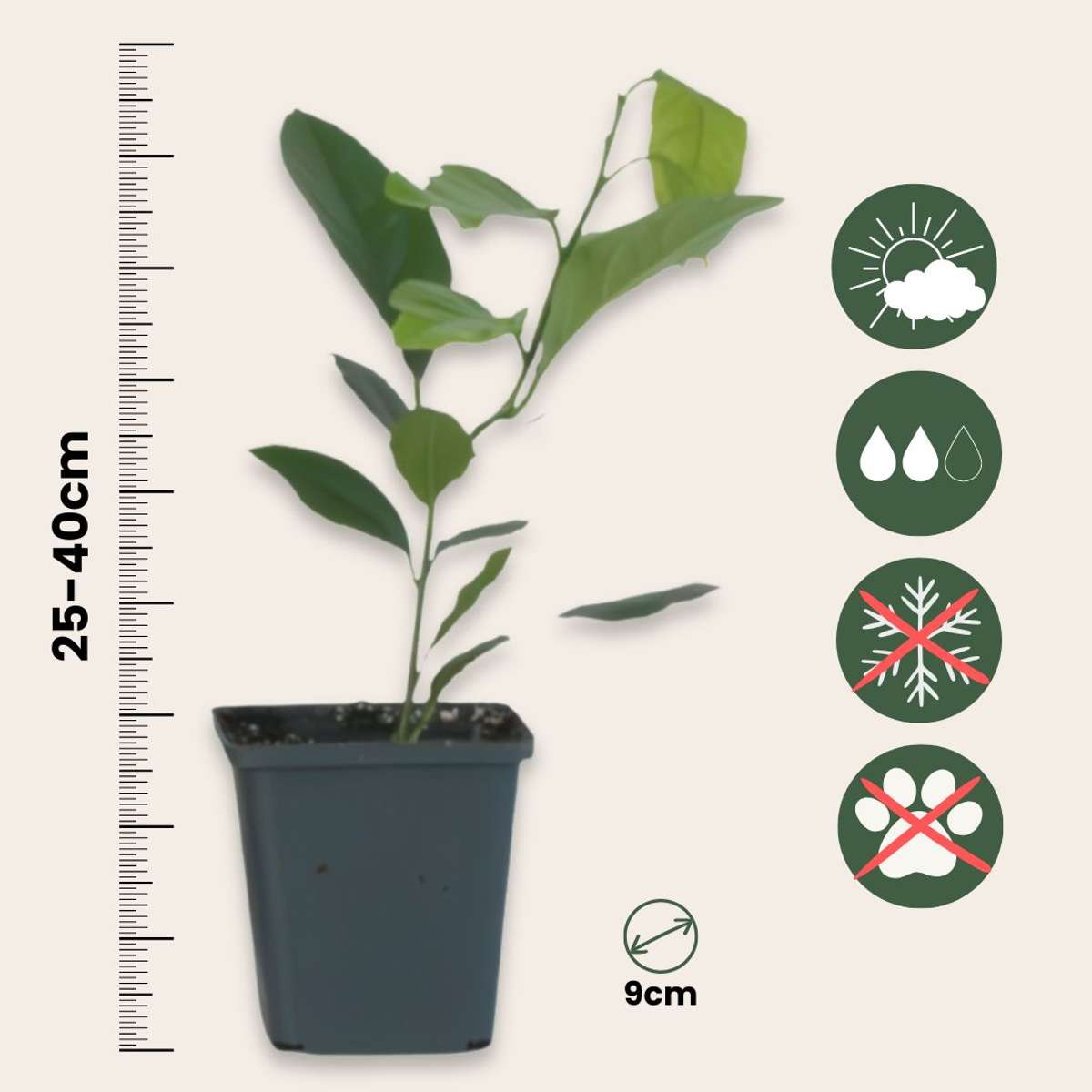 Lămâi - 3 buc. - Citrus limon - Înălţime 25-40cm - ⌀9cm